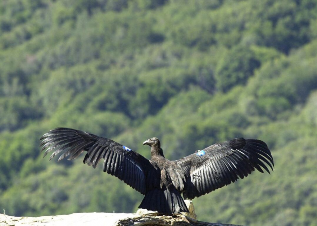 #48. Pinnacles: See a California Condor
